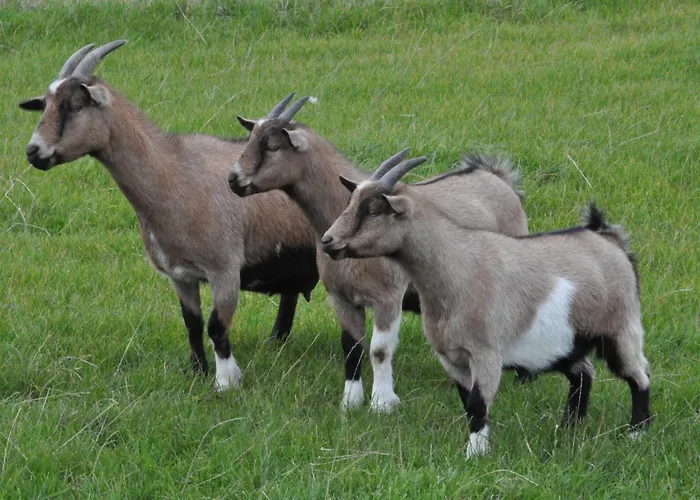 Haus Im Apfelgarten 3 Fehmarn